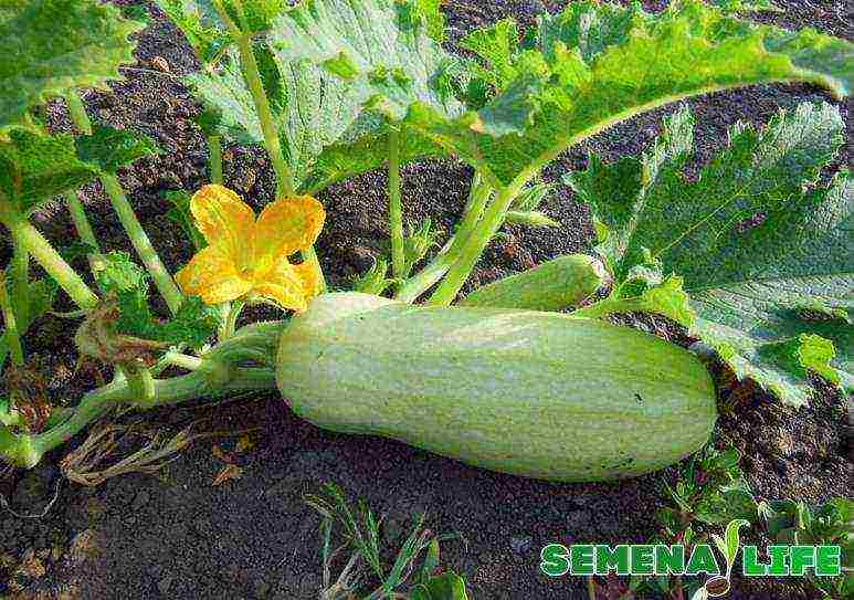 kung paano palaguin ang zucchini sa bukas na patlang mula sa mga binhi