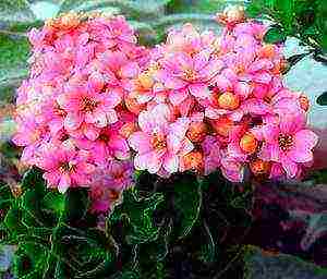 how to grow Kalanchoe at home