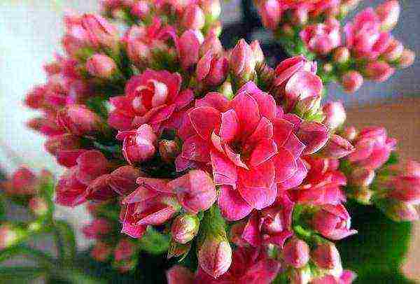 how to grow Kalanchoe at home