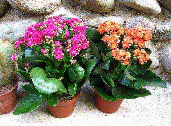 kung paano palaguin ang Kalanchoe sa bahay