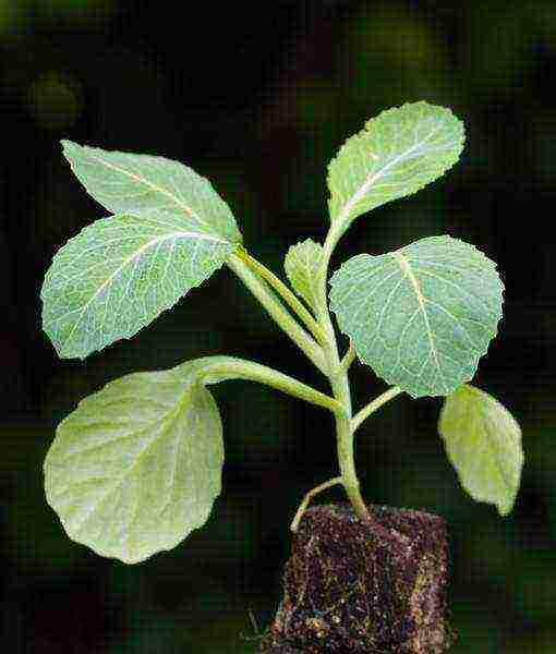 how to grow broccoli and cauliflower