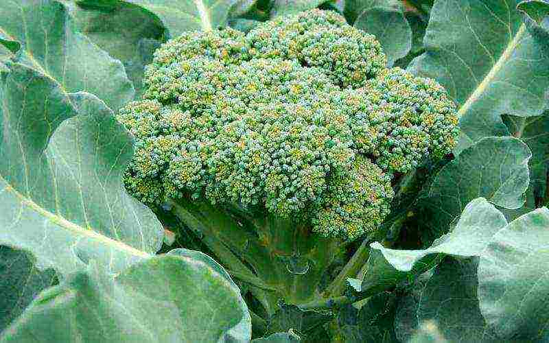 how to grow broccoli and cauliflower