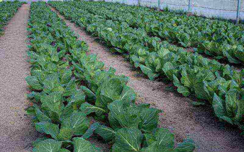 how to grow broccoli and cauliflower