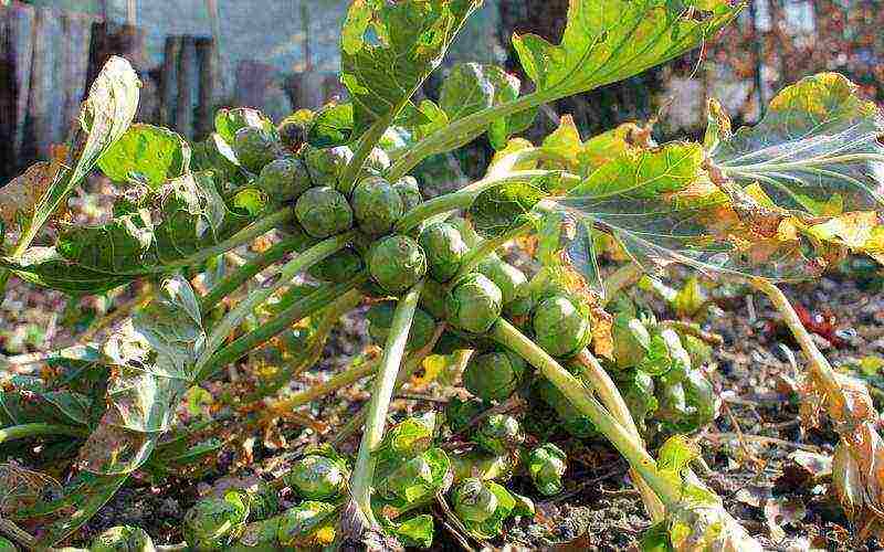 how to grow broccoli and cauliflower