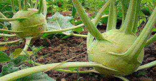 how to grow kohlrabi cabbage outdoors