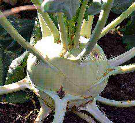 kung paano palaguin ang kohlrabi repolyo sa labas ng bahay