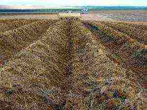 how to grow potatoes using Dutch technology