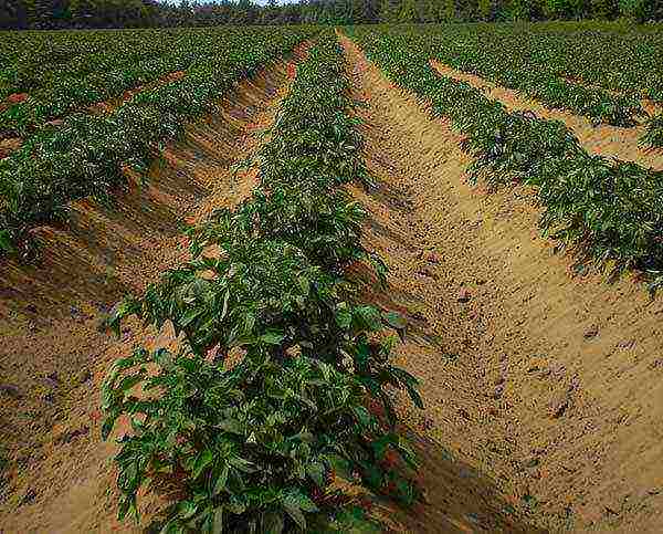 how to grow potatoes using Dutch technology