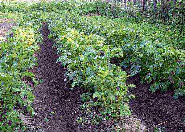 how to grow potatoes using Dutch technology