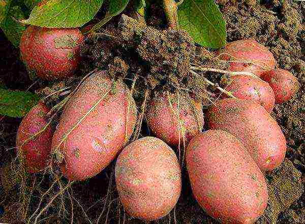 how to grow potatoes using Dutch technology