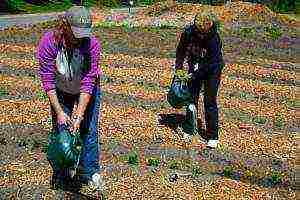 how to grow potatoes using Dutch technology