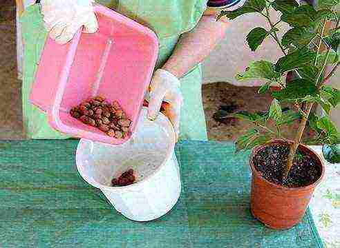 how to grow a Chinese rose at home