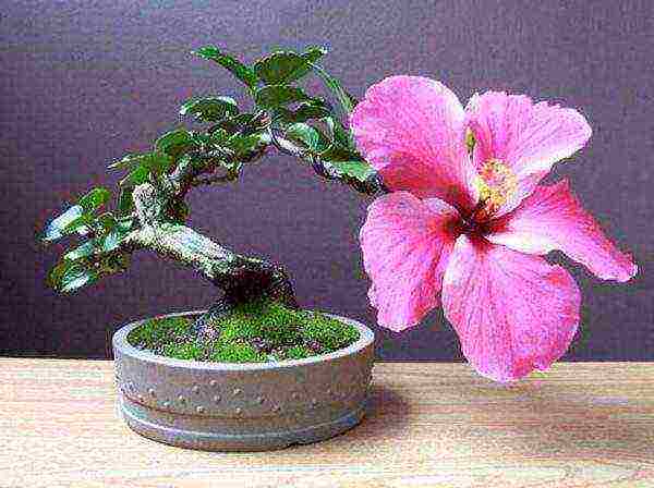 how to grow a Chinese rose at home
