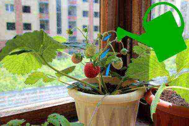 kung paano palaguin ang mga strawberry sa isang windowsill sa isang apartment