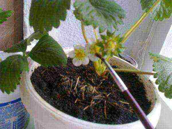 how to grow strawberries on a windowsill in an apartment