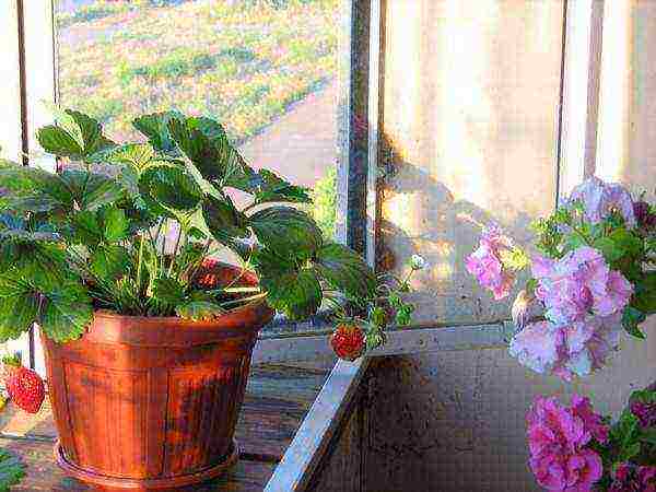 how to grow strawberries on a windowsill in an apartment