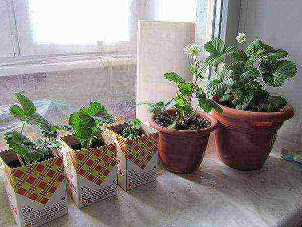 kung paano palaguin ang mga strawberry sa isang windowsill sa isang apartment