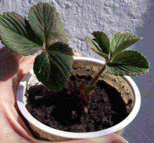 how to grow strawberries on a windowsill in an apartment
