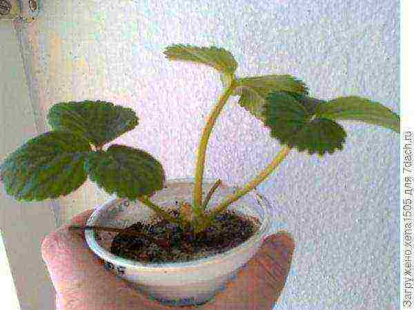 kung paano palaguin ang mga strawberry sa isang windowsill sa isang apartment