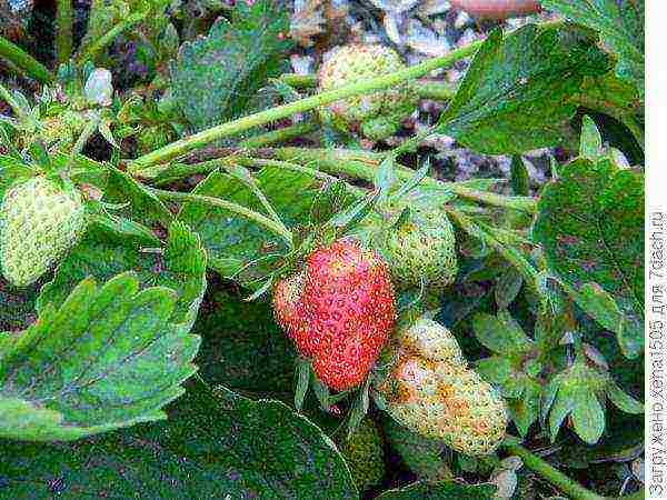 kung paano palaguin ang mga strawberry sa isang windowsill sa isang apartment