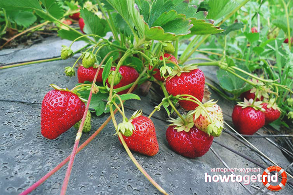 kung paano palaguin ang mga strawberry sa iyong hardin