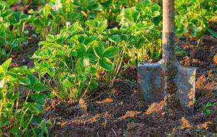 how to grow strawberries on a summer cottage plot