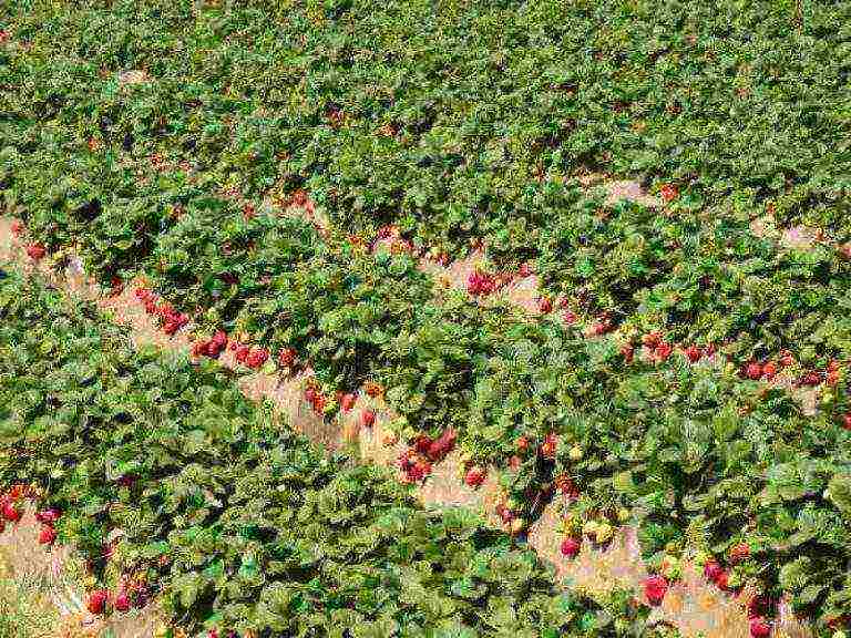 kung paano mapalago ang mga strawberry sa isang plot ng tag-init na cottage