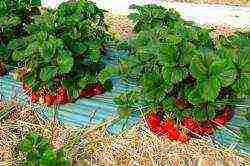 how to grow strawberries on a summer cottage plot