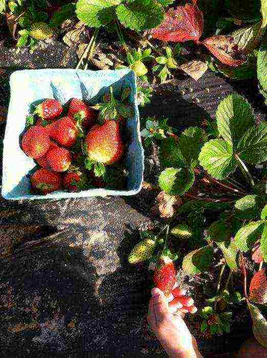 how to grow strawberries under a covering material