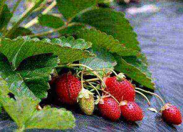 how to grow strawberries under a covering material