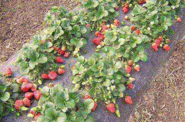 kung paano palaguin ang mga strawberry sa ilalim ng isang pantakip na materyal