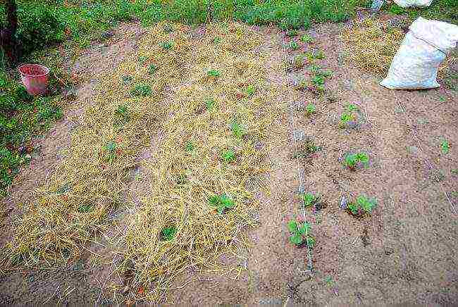 how to grow strawberries under a covering material