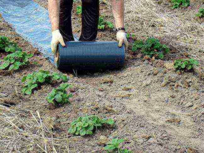 how to grow strawberries under a covering material