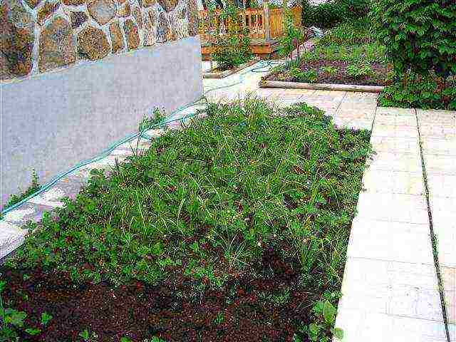 how to grow strawberries under a covering material