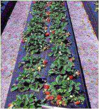 how to grow strawberries under a covering material