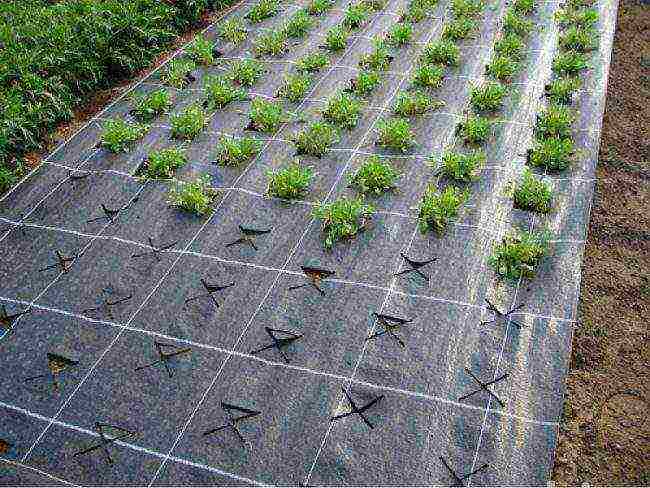 how to grow strawberries under a covering material