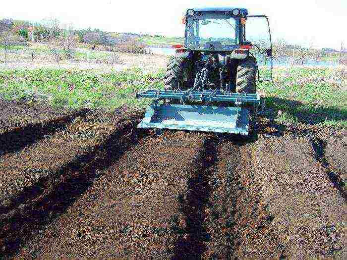 how to grow strawberries under a covering material