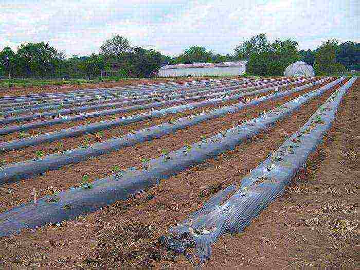 how to grow strawberries under a covering material