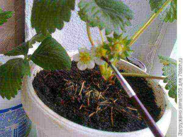 how to grow strawberries in pots in winter in a room