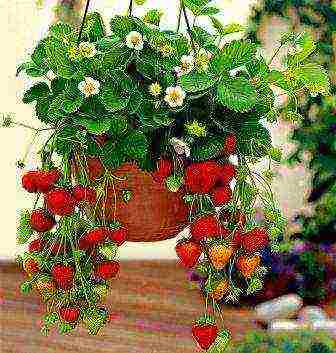 how to grow strawberries in pots in winter in a room