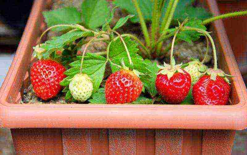 how to grow strawberries in pots in winter in a room