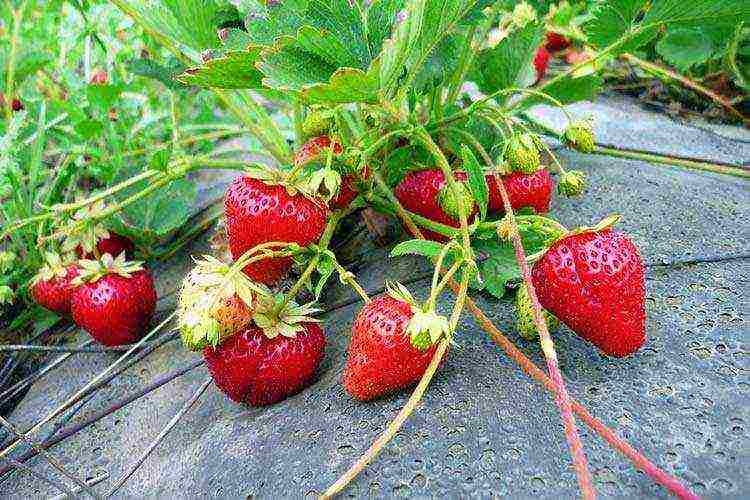 kung paano palaguin ang mga strawberry sa isang pang-industriya na sukat