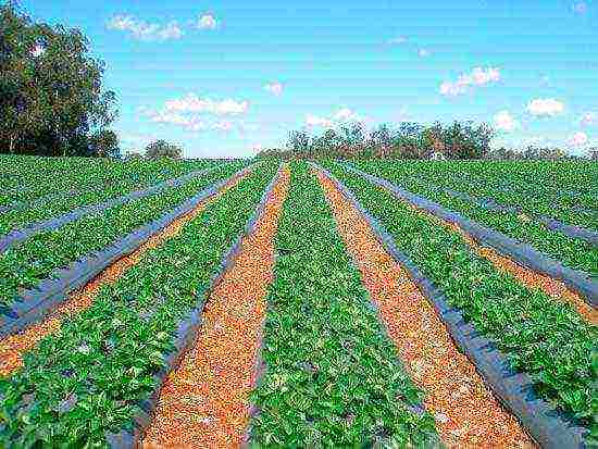 how to grow strawberries on an industrial scale