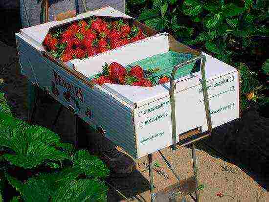 how to grow strawberries on an industrial scale