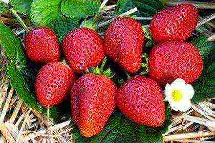 how to grow strawberries on an industrial scale