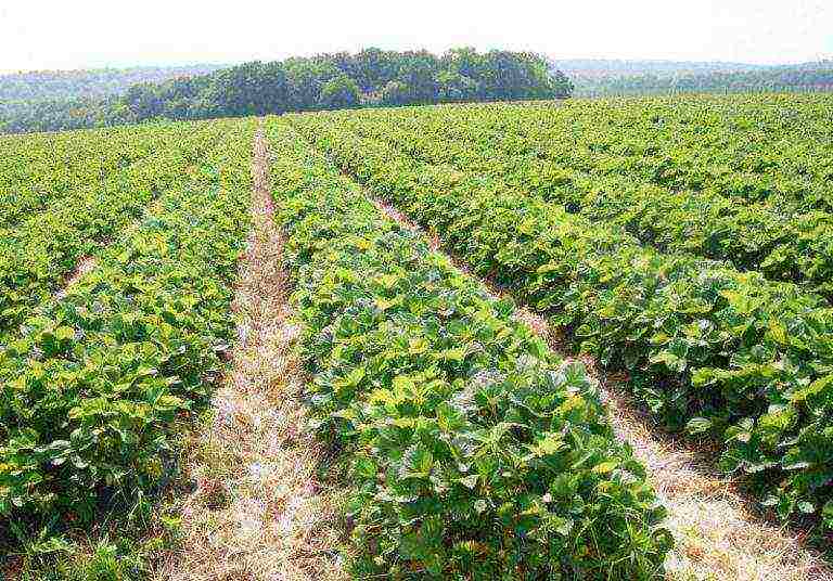 how to grow strawberries on an industrial scale