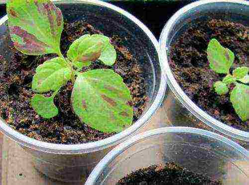 how to grow indoor flowers from seeds at home
