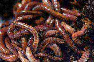 how to grow a red worm at home