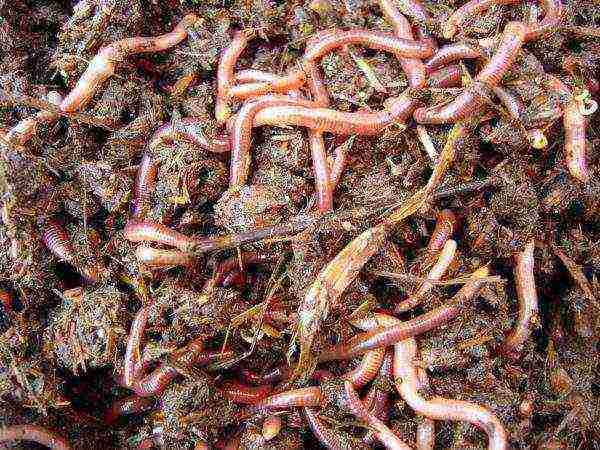 how to grow a red worm at home
