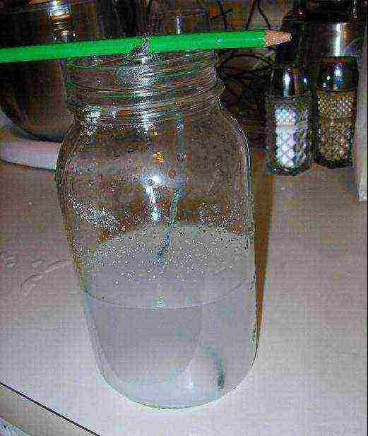 how to grow salt crystals at home